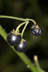 West Indian nightshade